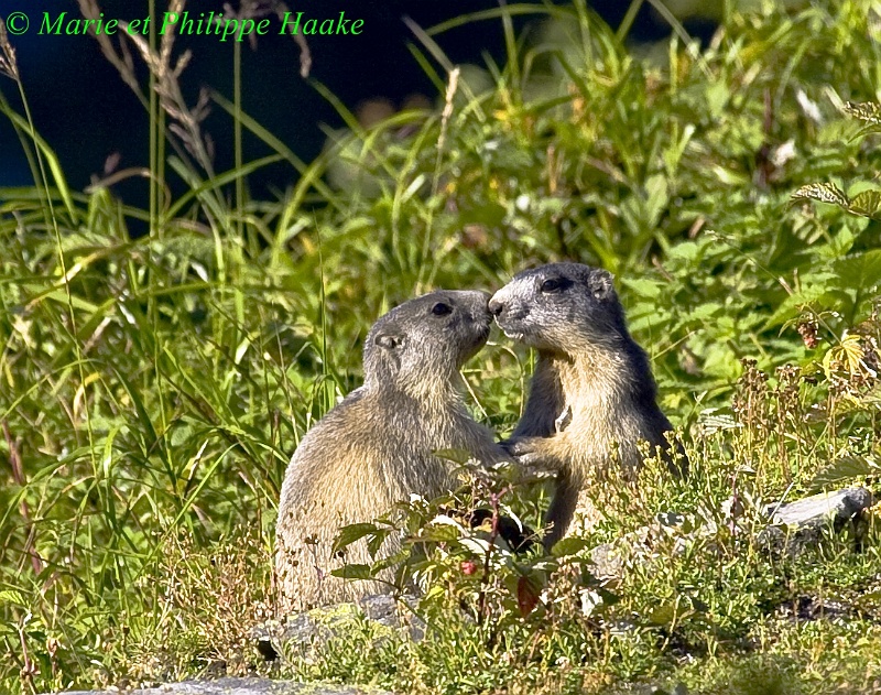 Marmottes 9162_wm.jpg - Marmottes (Combe de l'A, Valais, Suisse)